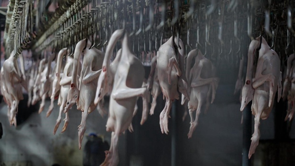 訂單激增，鵝企生產線繁忙。國網永川供電公司供圖