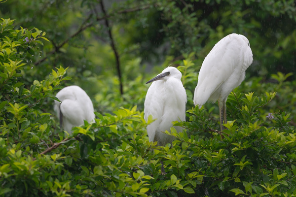 白鷺悠然棲居。重慶理工大學供圖