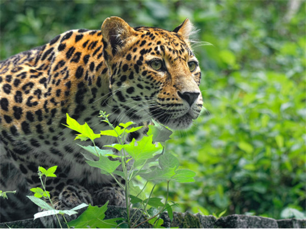 金錢豹。陳力源攝