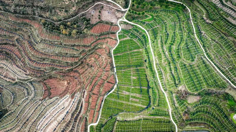 開州區溫泉鎮樂園村崖柏繁育科研基地。蔡松余攝