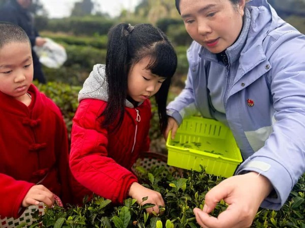 體驗采摘茶葉。三官殿幼兒園供圖