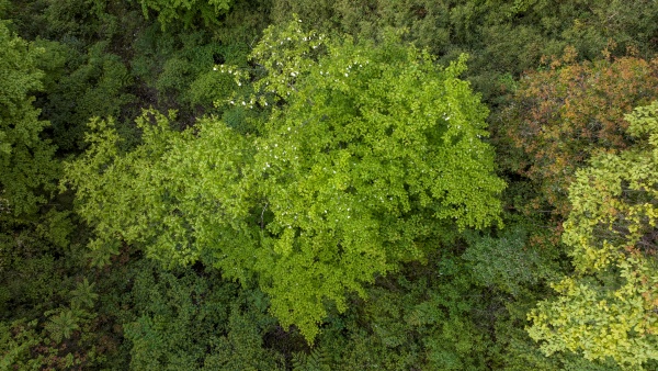 盛花期的珙桐種群在原始植被中很醒目。劉先華攝