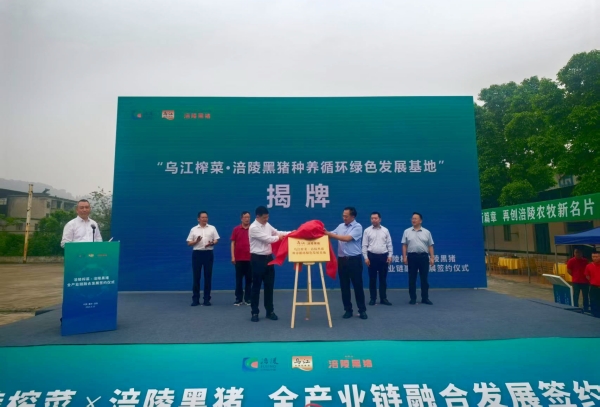“烏江榨菜·涪陵黑豬種養循環綠色發展基地”成立。蔣海濤攝