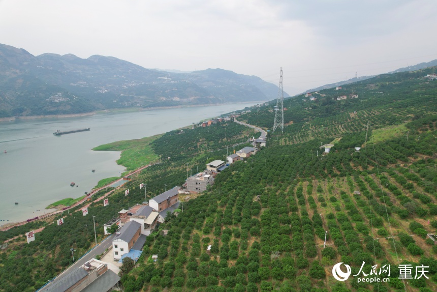 初夏時節，三沱村的臍橙樹郁郁蔥蔥。人民網記者 劉政寧攝