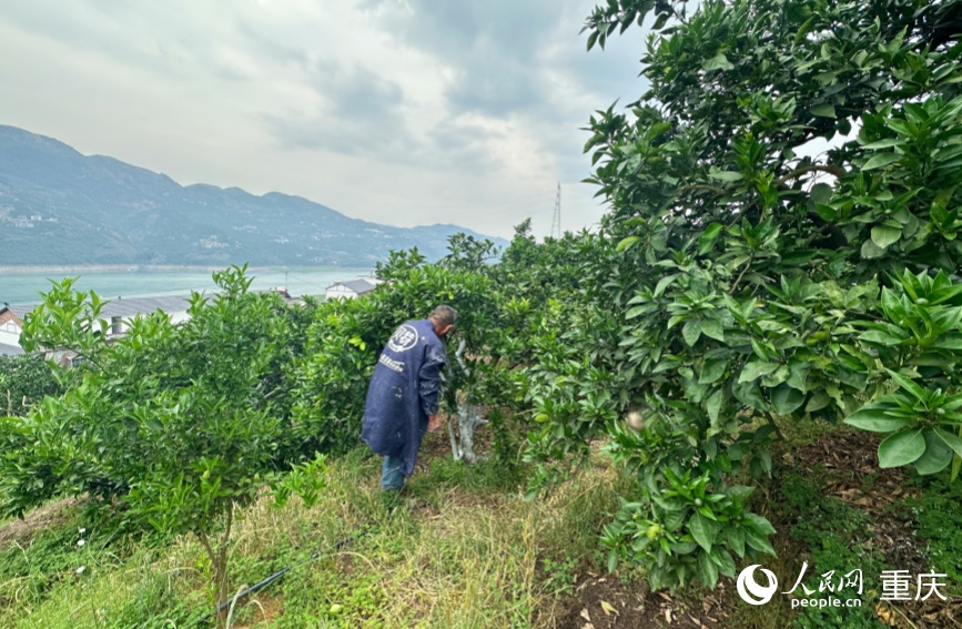 三沱村的村民正在為果樹刷石灰進行管護。人民網記者 劉政寧攝