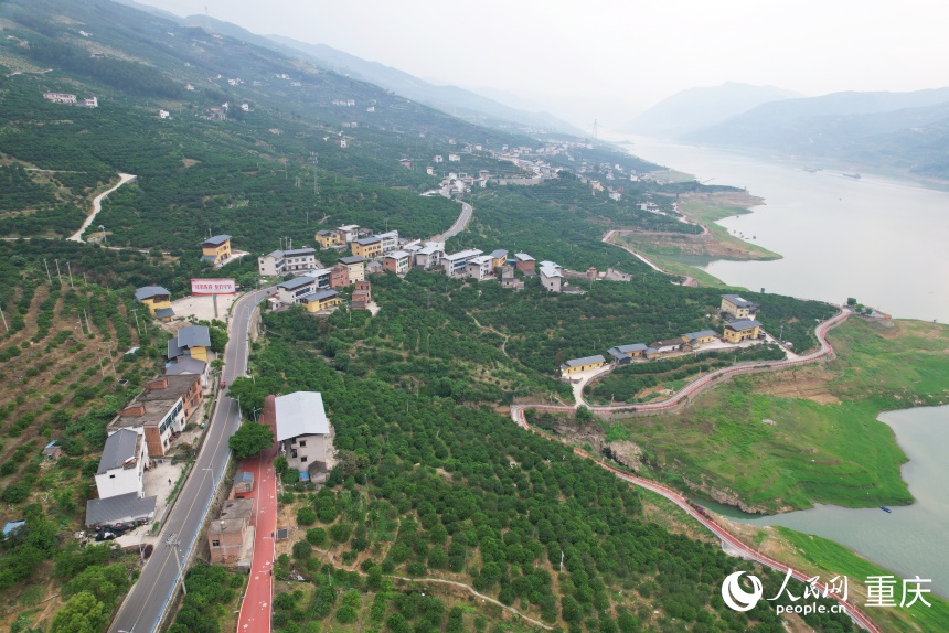 三沱村通過臍橙產業生動踐行了“兩山”理念的轉化路徑。人民網記者 劉政寧攝