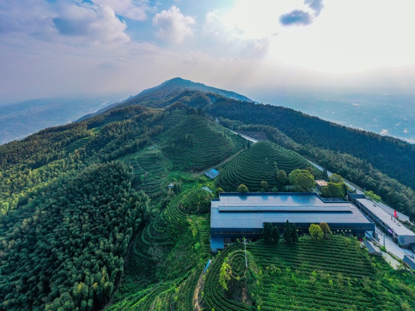 水南竹語位于茶山竹海內的有機茶園。永川區委宣傳部供圖