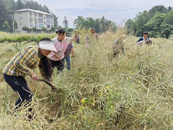 村民收割油菜。謝杰攝