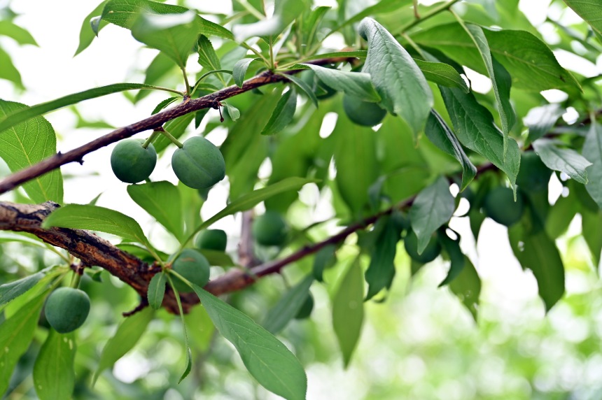 巫山縣曲尺鄉柑園村的脆李樹掛滿青果。鄒樂攝