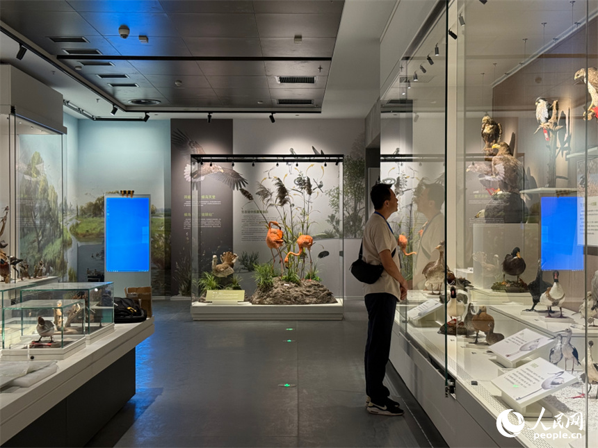 洞庭湖博物館煥新開館。人民網記者 吳茜薇攝