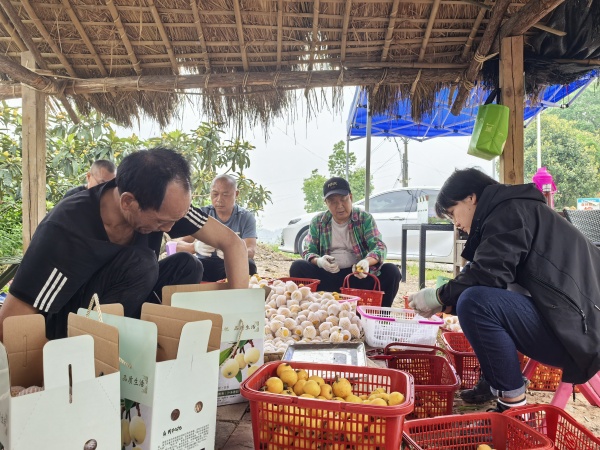 百畝白玉枇杷園迎來豐收。鄺山山攝