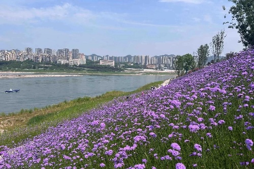 “綠階連江”生態畫廊。重慶設計集團有限公司市政設計研究院供圖。