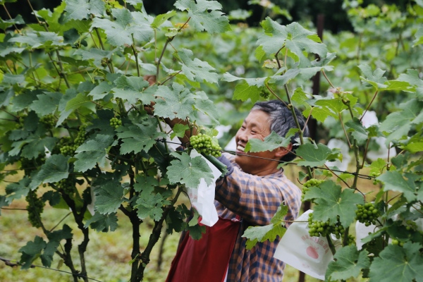 村民在為葡萄套袋。景區供圖