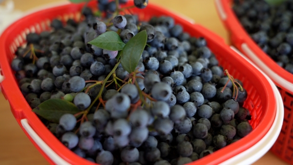 藍莓果實飽滿。大足臺供圖