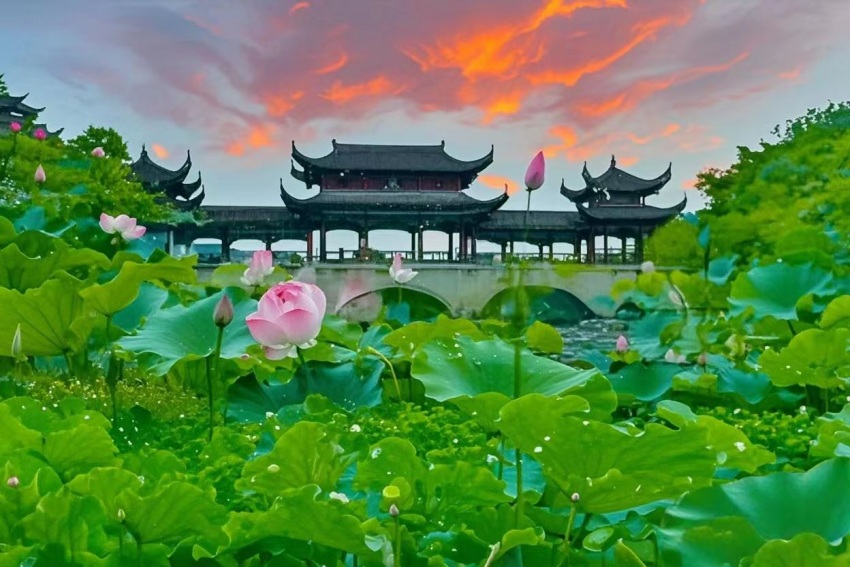 江津區鼎山公園荷韻翩躚