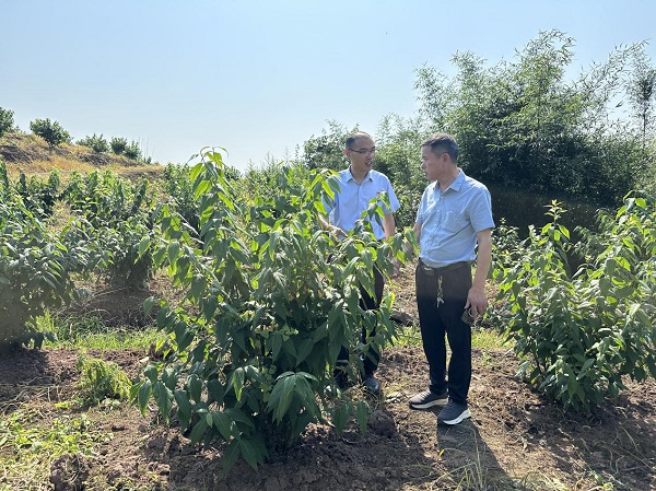 農行工作人員深入田間地頭了解臘梅苗種植情況。鄒雨璠 攝
