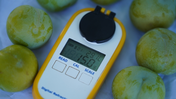 “豐早脆”李果徑普遍在45毫米以上、糖度較高。劉先華攝