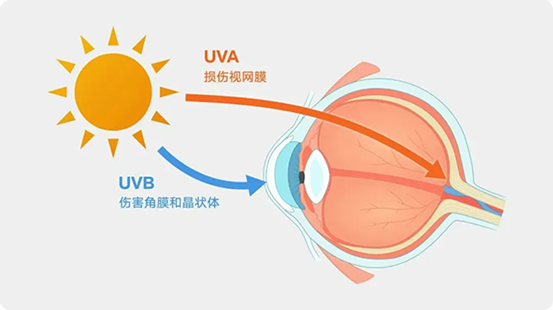 紫外線對眼睛的傷害。重慶南坪愛爾眼科醫院供圖