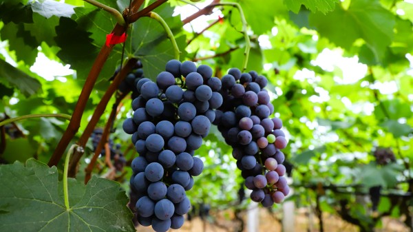 葡萄成熟。璧山區委宣傳部供圖