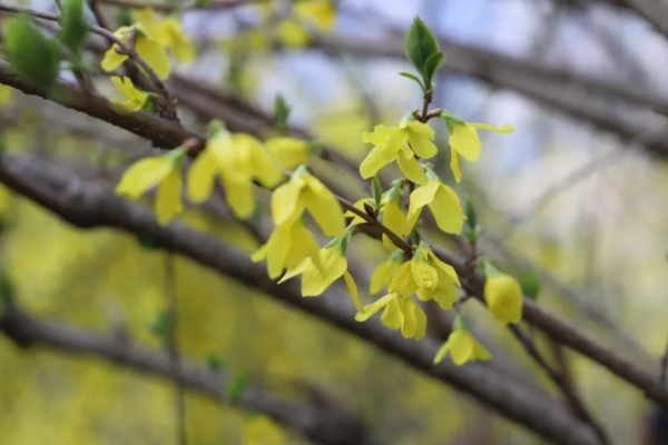 連翹開出金色小花。城口縣委宣傳部供圖