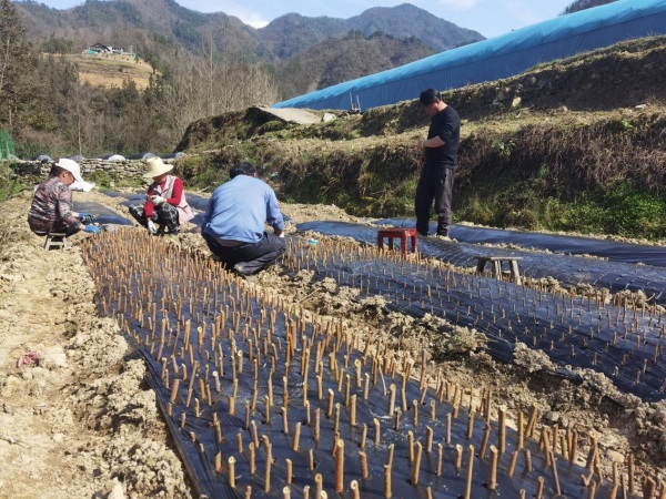 村民管護連翹。城口縣委宣傳部供圖