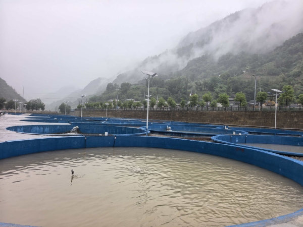 冷水魚養殖基地。雞鳴鄉供圖