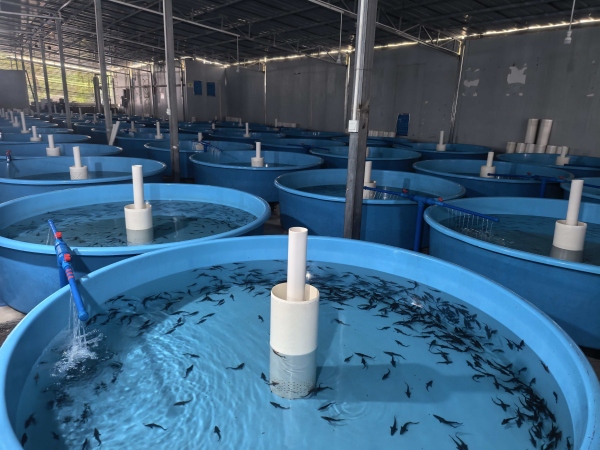 雪寶冷江漁業鱘魚苗養殖場。雞鳴鄉供圖