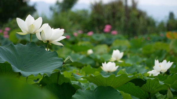 “白君子蓮” 迎來盛花期。大足區融媒體中心供圖