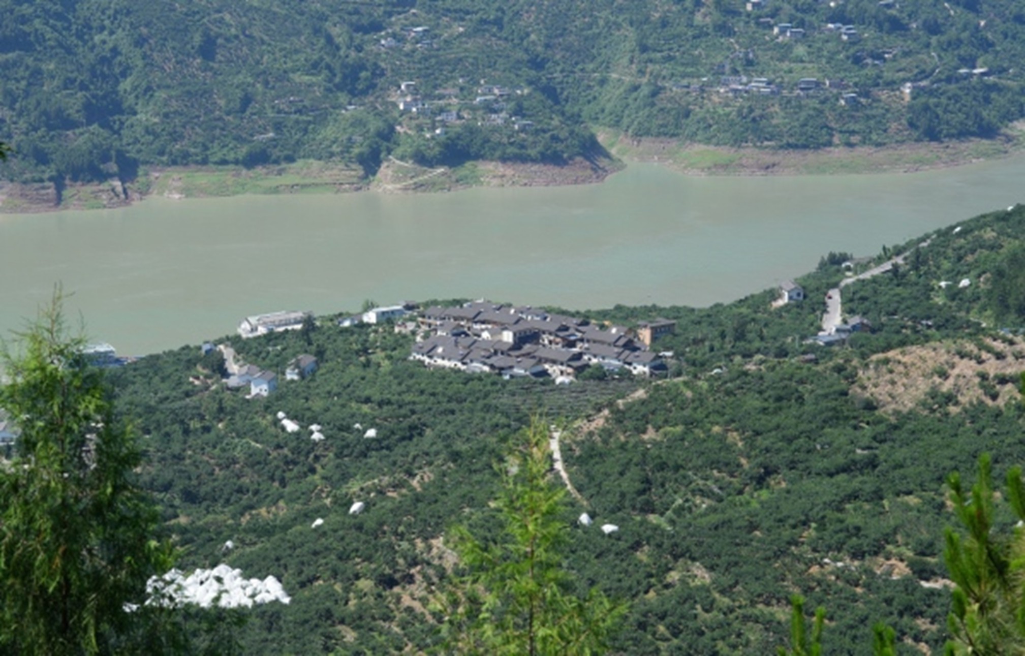 曲尺滿山遍野的脆李果園。盧先慶攝
