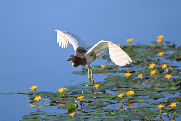 池鷺掠過水面。余先懷攝