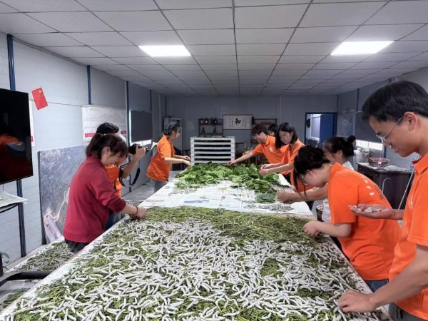 實踐團在養蠶基地學習。受訪者供圖