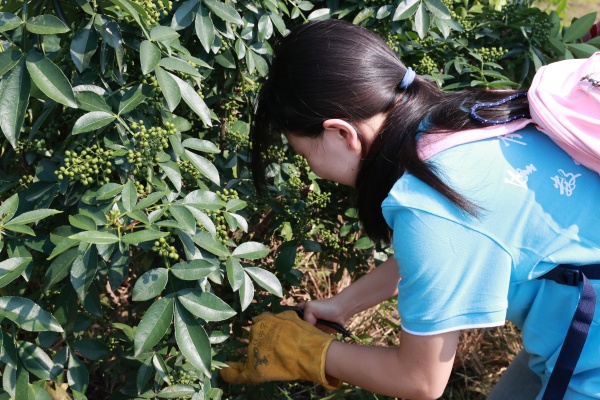 實踐團成員體驗花椒采摘。實踐團供圖