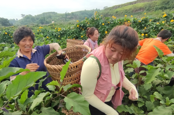 團隊成員幫村民采摘農作物。重慶移通學院供圖