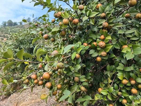 油茶良種。重慶市林業局供圖