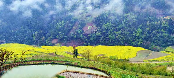 明通鎮田園風光。明通鎮供圖
