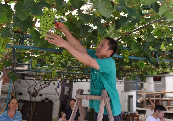 李渡街道嵐馬村芬芳葡萄園。李渡街道供圖
