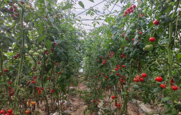 蔬菜基地小番茄。咸宜鎮供圖