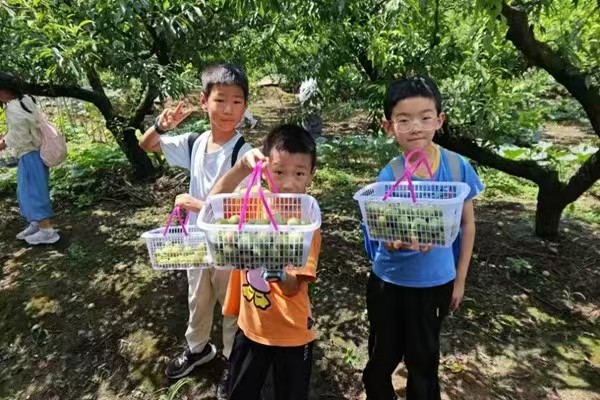 西部航空組織托管班摘李子。西部航空供圖