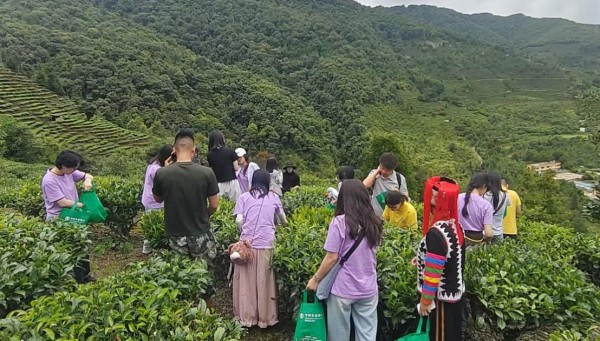 實踐團師生體驗采茶現場。李燦攝