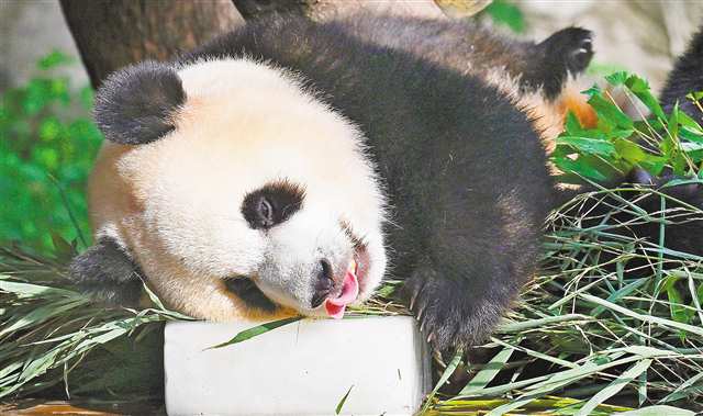 八月五日，重慶動物園，一只大熊貓枕冰舔舐。工作人員對動物科學照料，確保其清涼度夏。記者 張錦輝 攝\視覺重慶