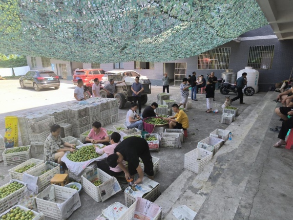 果農正在裝運脆李。朱梅花攝