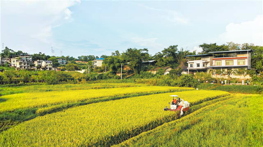 北碚區澄江鎮民權村，村民駕駛收割機收割稻谷（無人機照片）。 特約攝影 秦廷富/視覺重慶