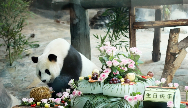 春來館內的壽星“巧月”。陳仕川攝