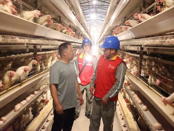 國家電網重慶電力（城口營銷）紅巖共產黨員服務隊到起航養雞場檢查生產安全用電。國網城口供電公司供圖