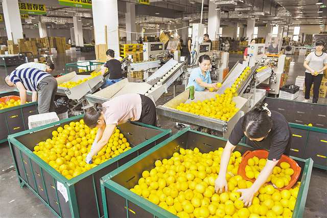 位于潼南區的雪王農業（重慶）有限公司，工人在包裝車間打包檸檬鮮果（本報資料圖片）。記者 張錦輝攝\視覺重慶