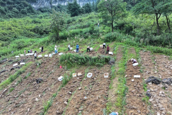 工人們采收天麻。劉先華攝