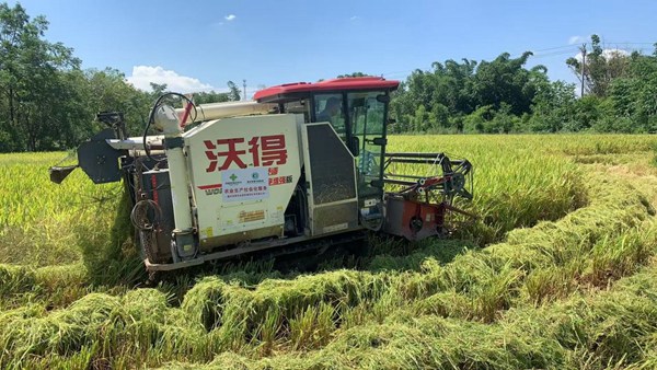 聯合收割機正在收割水稻。牟舉輝攝