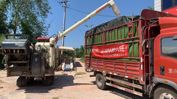 收割機將水稻轉移到運輸車。牟舉輝攝