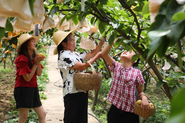 巫山脆梨采摘。王忠虎攝