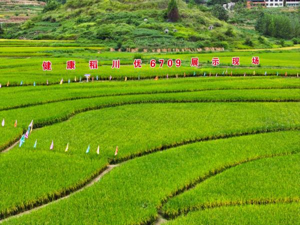蟠龍鎮扈槽村稻米豐收盛景。劉輝攝